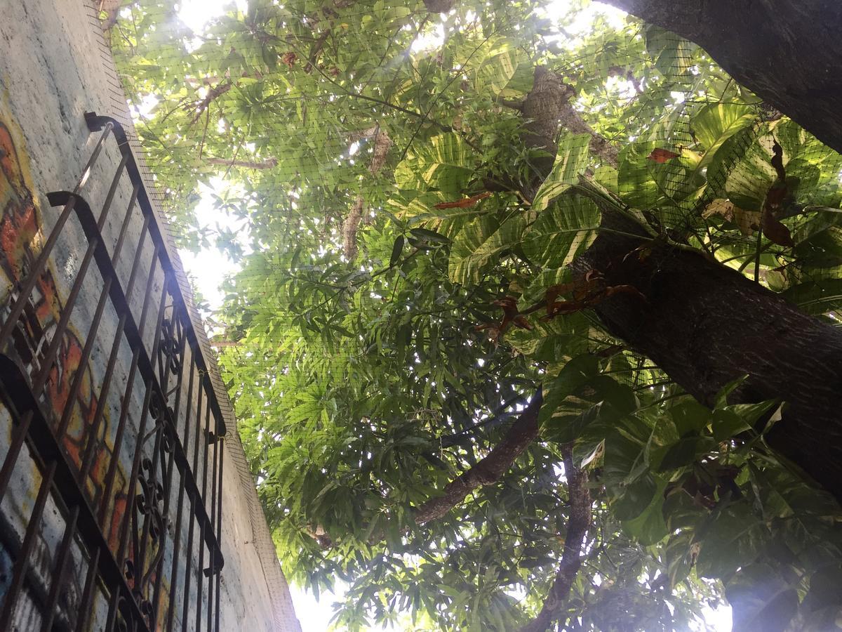 Hostal Tree House Cartagena